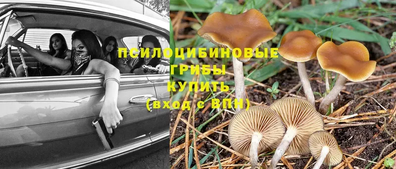 Галлюциногенные грибы Psilocybine cubensis Верхний Тагил